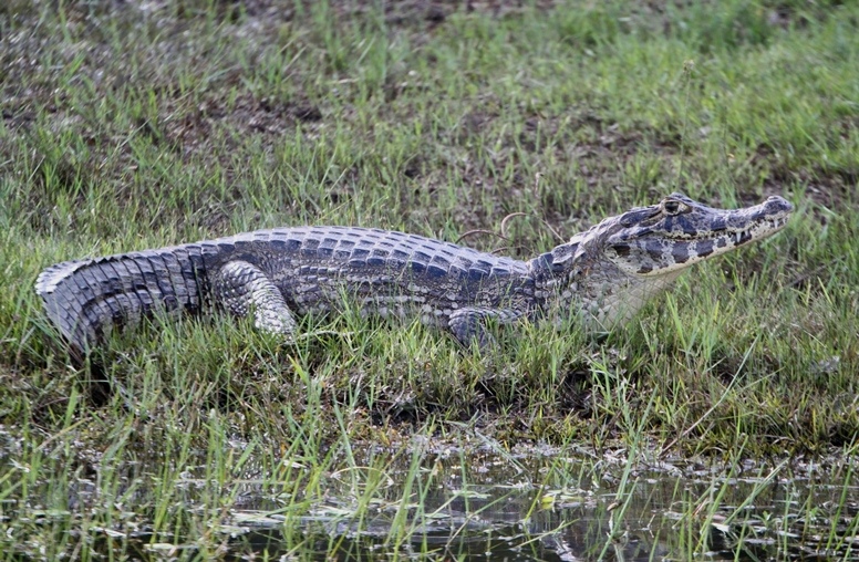 caiman